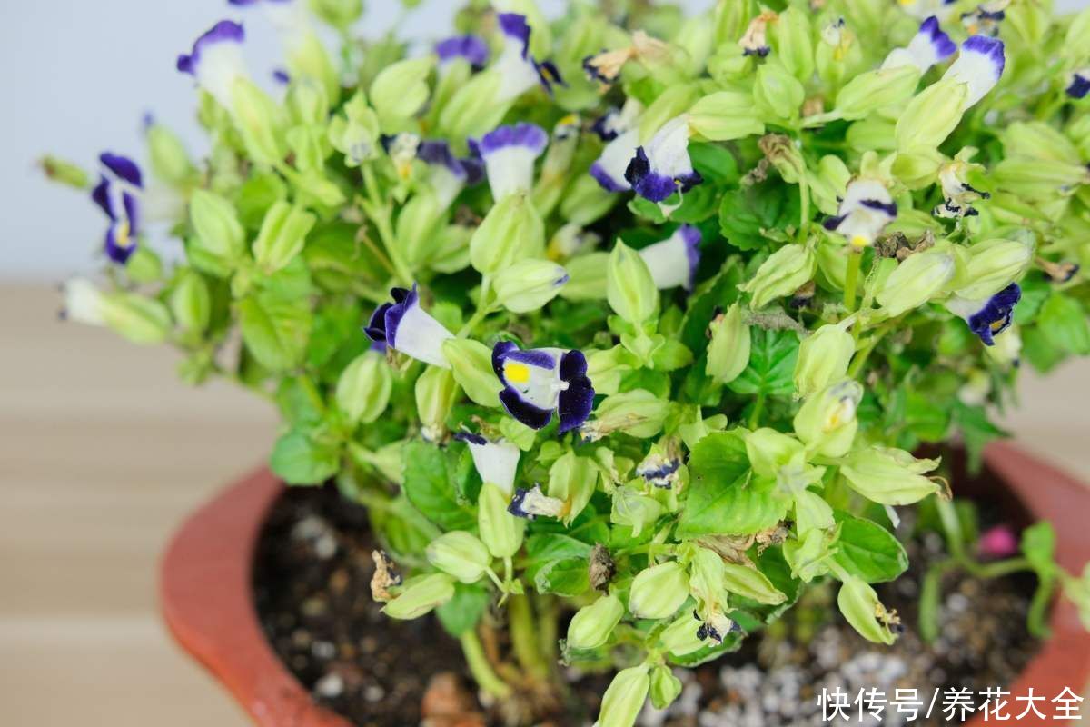 蓝雪丹|天气太热养不活花？试一试3种花！好看好养还耐热