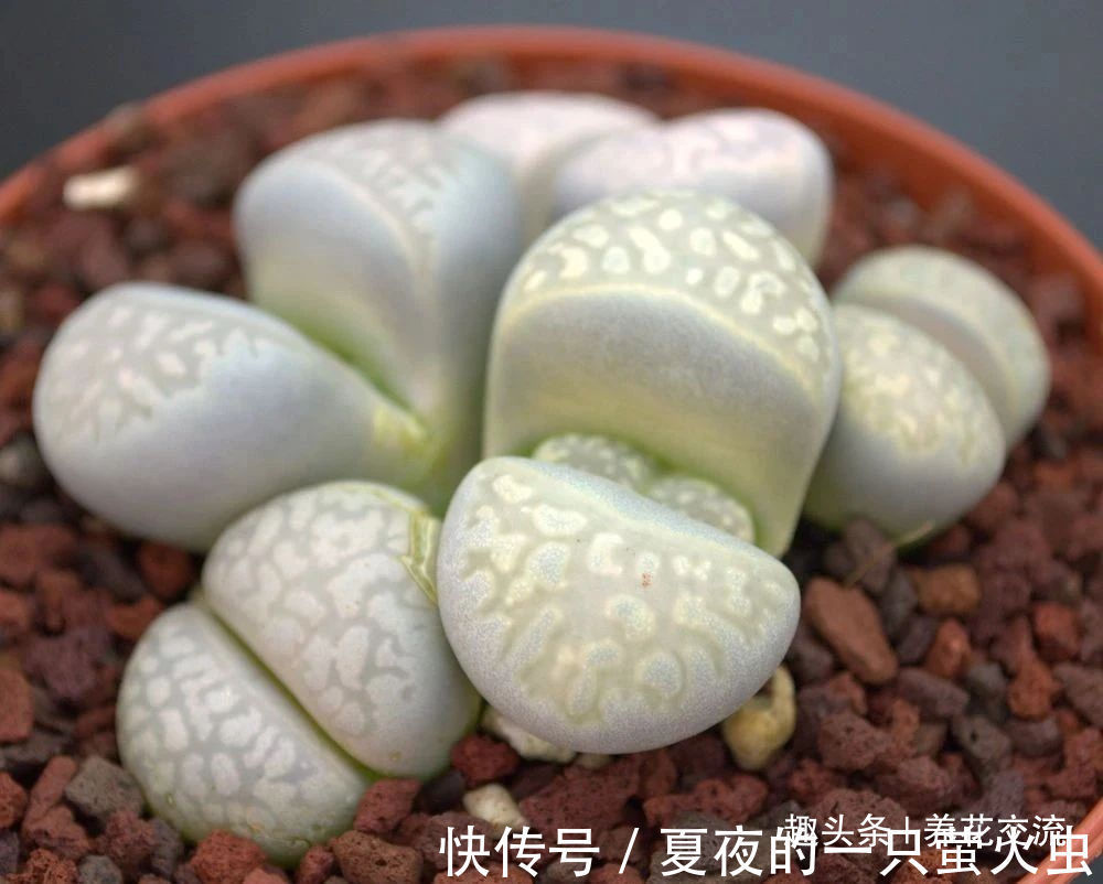 特别小众的13种奇特观赏盆栽，适合养在桌面上，看着都想养几盆
