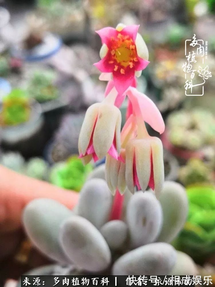 何以解忧，唯有多肉！目光所及，皆是喜欢！