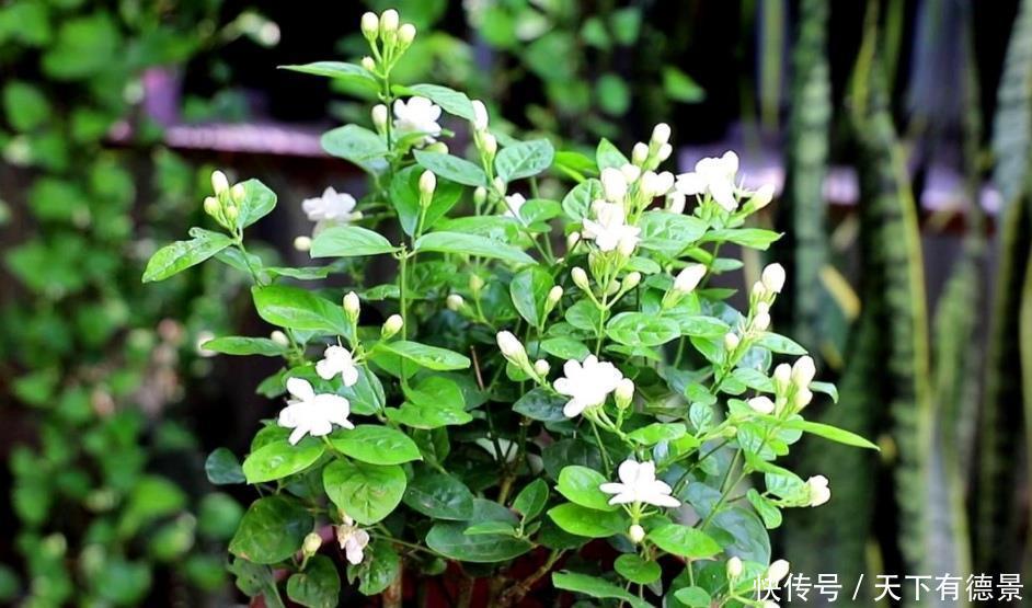 枝头|茉莉只长枝条不开花，记住3个养护小技巧，枝头开满花朵