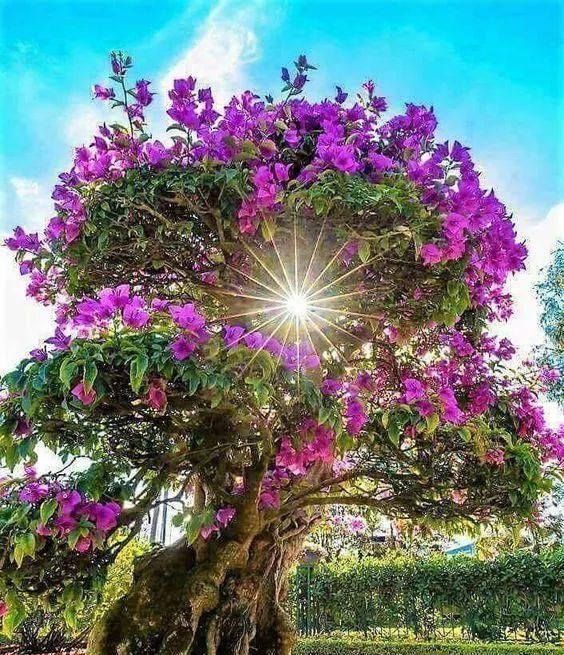 传来|太美了,世界照片今天终于传来,罕见至极,一睹为快