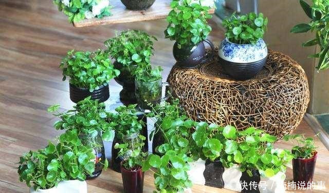 野外4种“野盆栽”,随便挖回家一棵,漂亮无比,省下买花钱