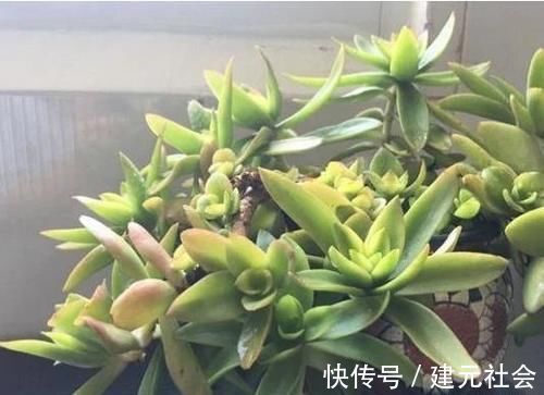 温差|多肉火祭叶片变绿是什么原因?为什么我的火祭一点都不红?