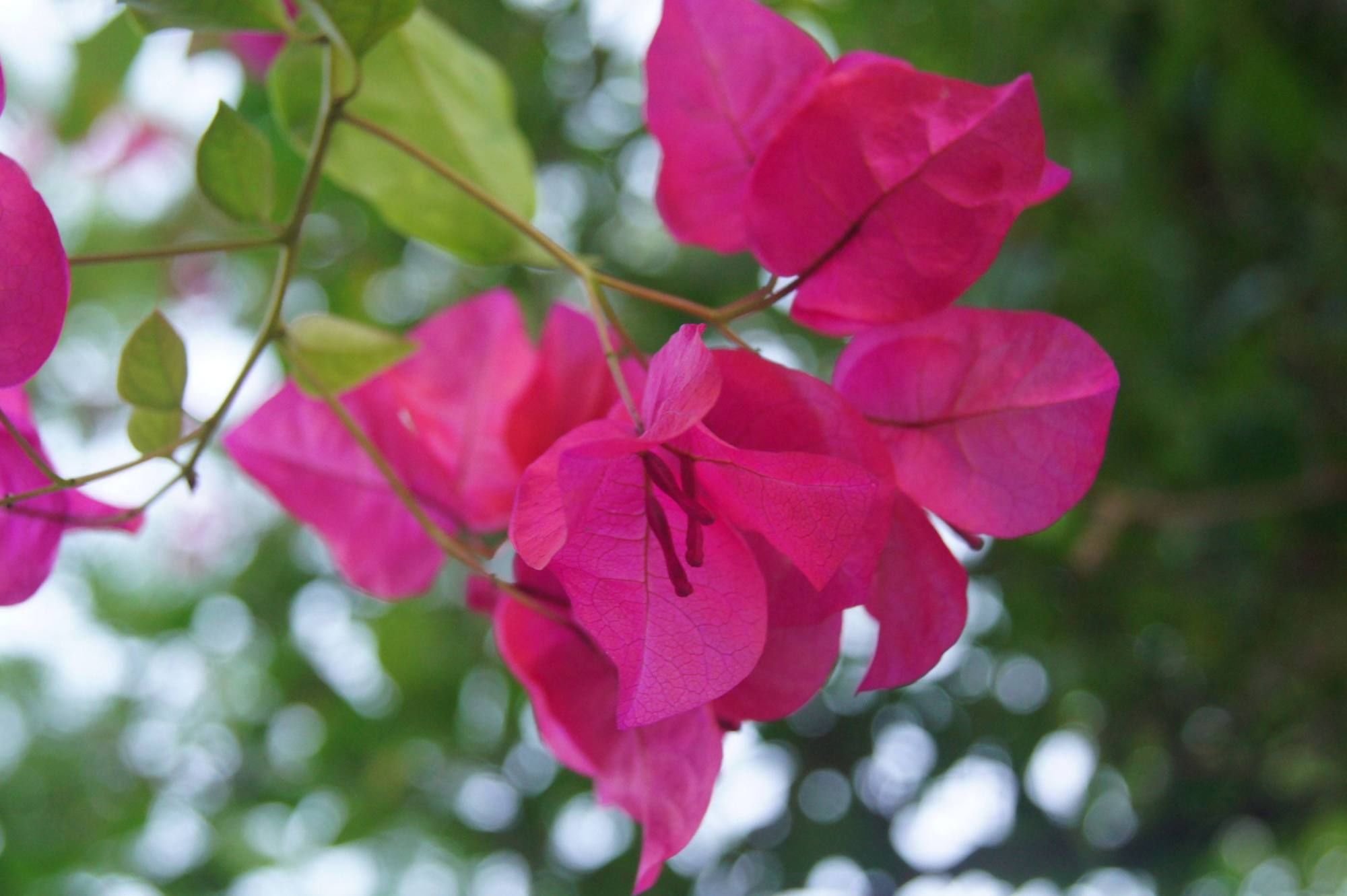 冬至#年末闲吟诗词31首:诗心窃喜三春近，况味怀忧百事忙