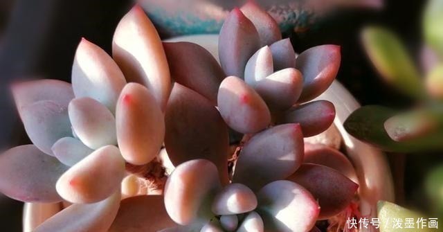 肉友|冬天多肉看起来无精打采浇水时注意5点,棵棵精神饱满
