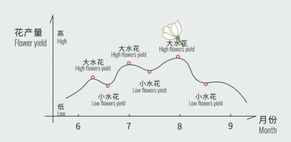 清香|用茉莉花茶做茶饮保持清香持久的秘密