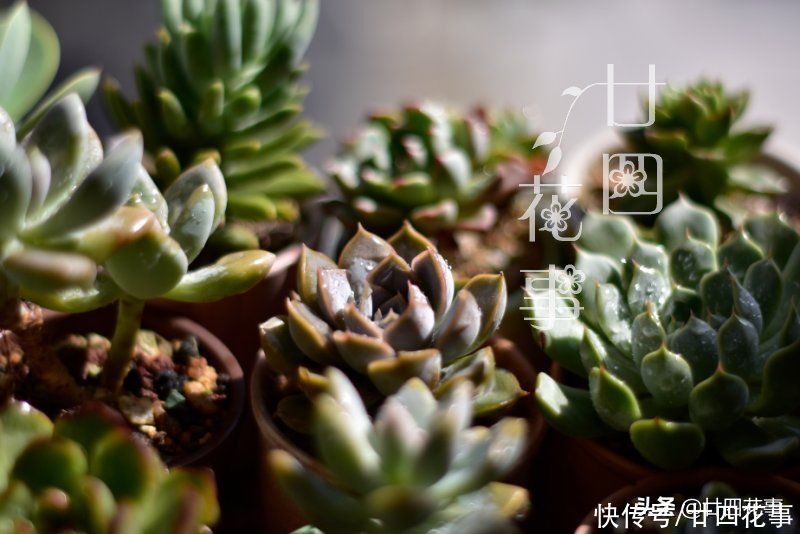 秋天|处暑过后，给多肉植物做件事，让它在秋天心无旁驽，专心变美