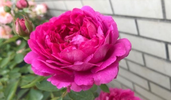 月季想要养不弱这样去养护,月季枝干越养越壮,开花强