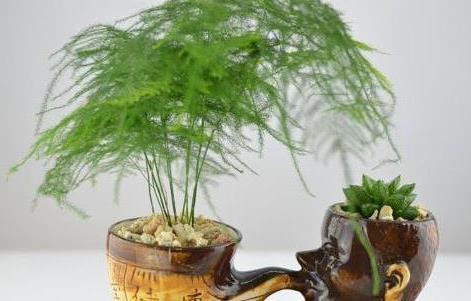 营养土|文竹养不好,是因为有“4怕”,不及时纠正,叶片就会发黄