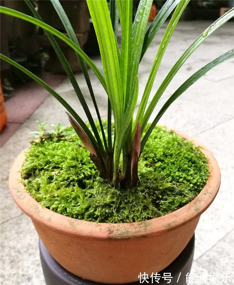 养兰花,牢记1个字,兰花蹭蹭长,枝叶油绿花娇俏!