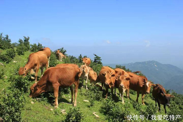  特产早知道——新晃黄牛肉