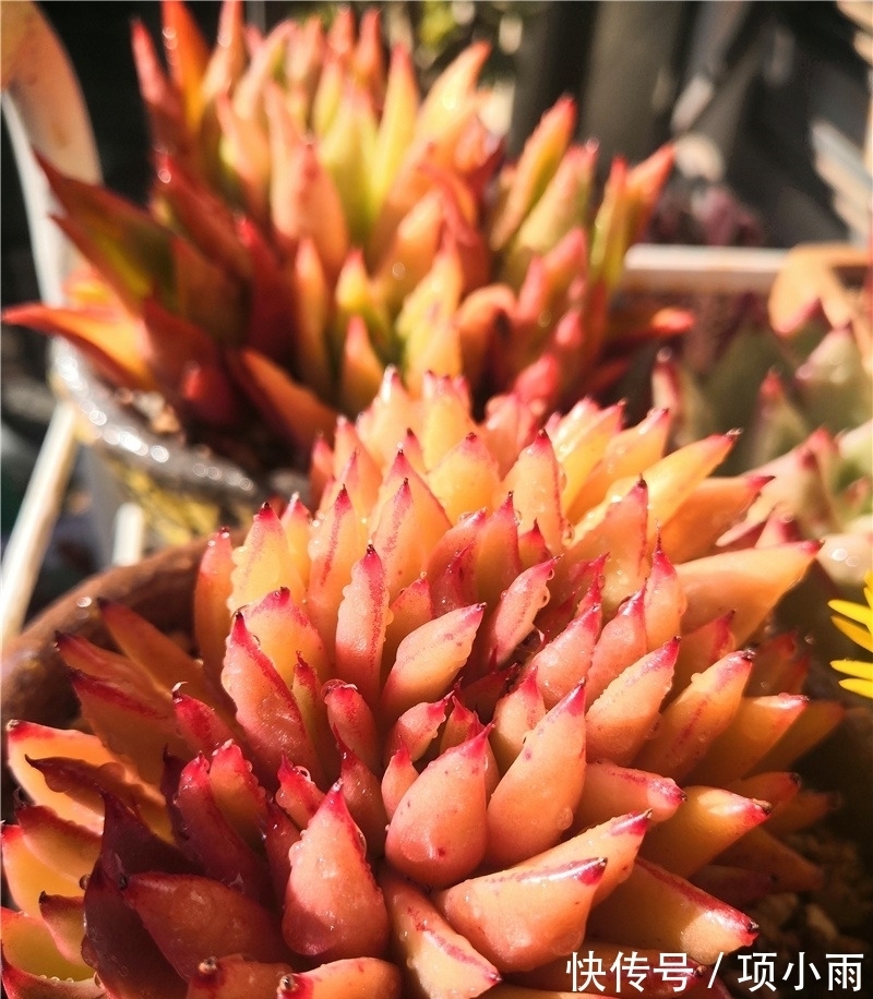 天下养肉人都一样贪