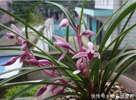 斑点|春天买兰花,学会“看3处”,服盆快、新芽多,当年就开花