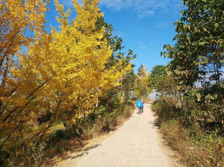 江东村|高黎贡山行之四：随走腾冲银杏村，惊艳，惬意