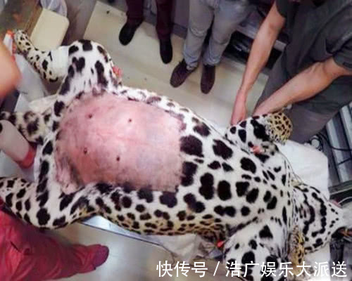 母爱|豹子妈妈因剖腹产被医生剃去了豹纹,当它苏醒后表情笑喷