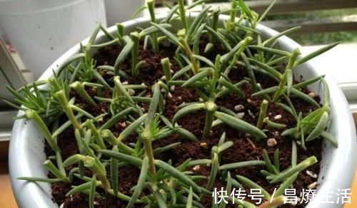 别只用阿司匹林，“扦插”用上这“3药粉”，7天“白根”肥又壮