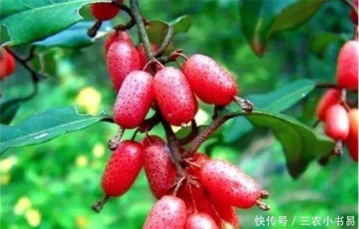 珍惜|农村3种野果,逐渐在“消失”,是70、80后的回忆,要好好珍惜!