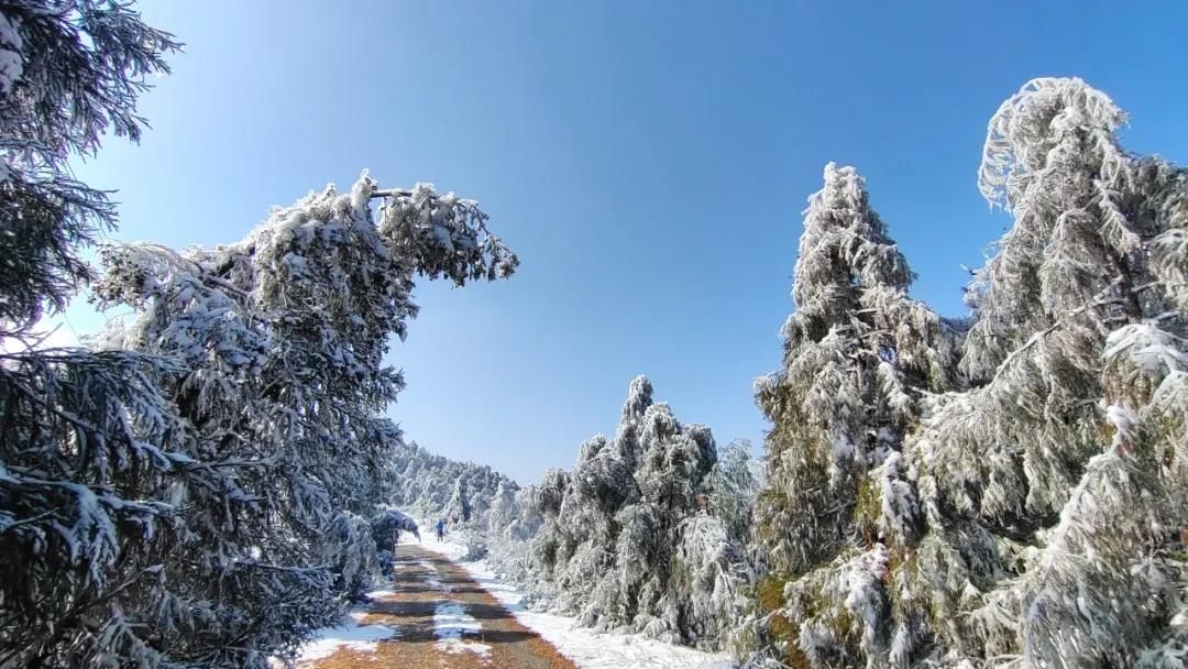 雾凇|绝了！天台冬季美景，宛如冰雪世界！一天看8小时都不够!