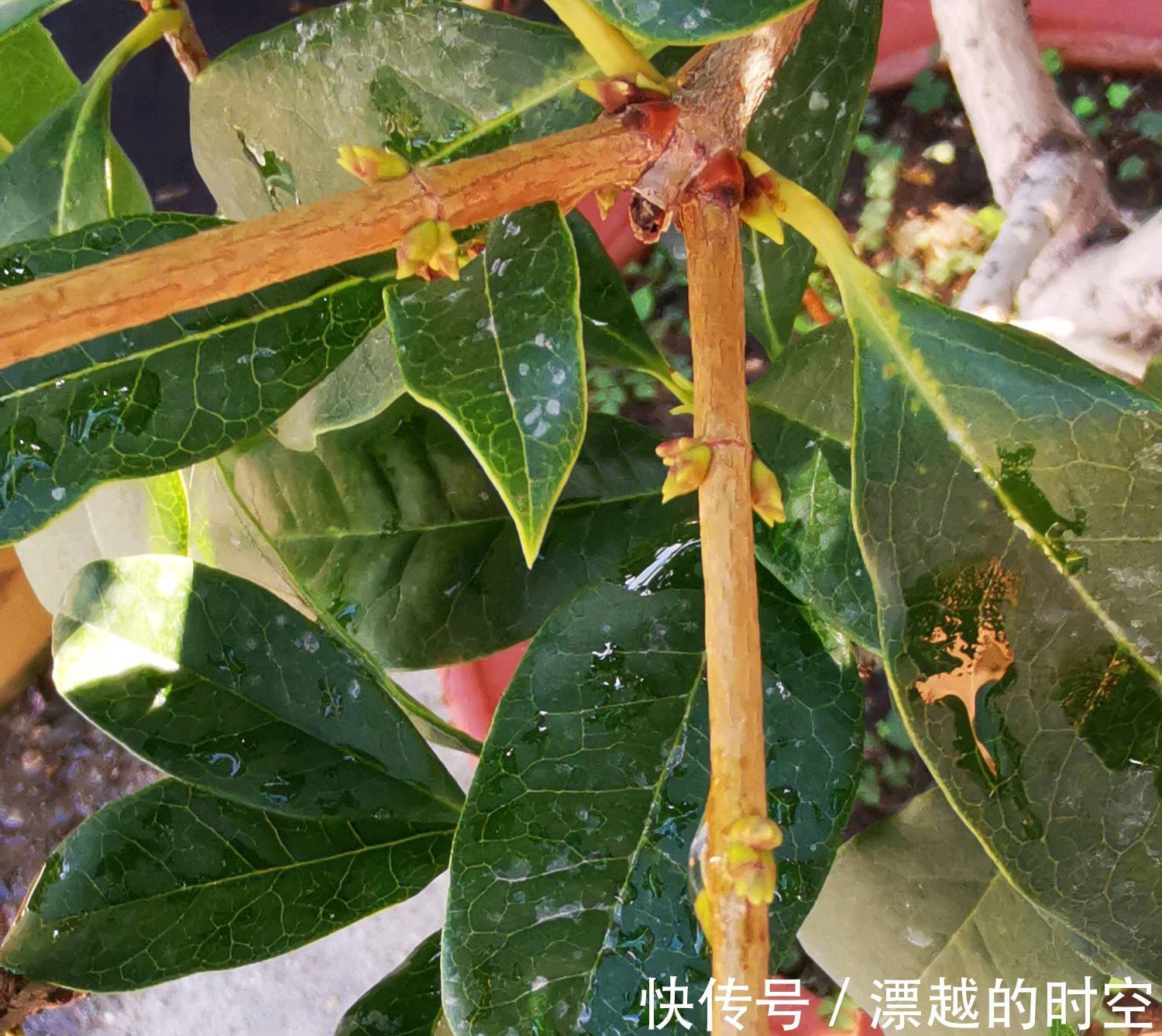 花苞|含苞待放的桂花小心秋老虎，做到2点，9月开花爆盆，满树桂花香