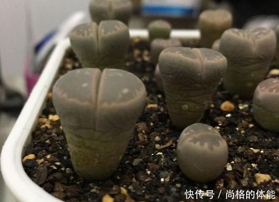 把生石花折腾成这样,看了都心疼,花友说是挽救生石花!