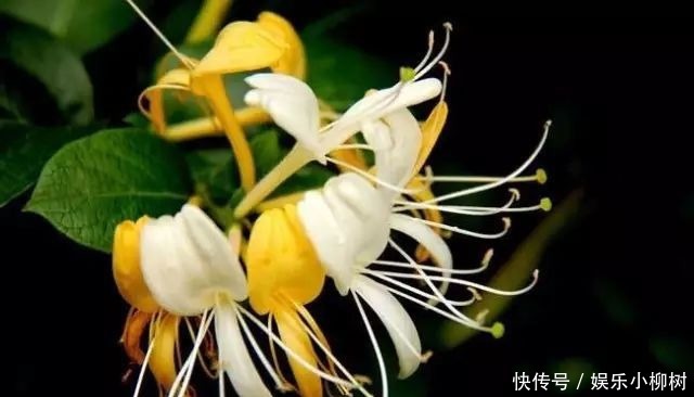 此花成双成对形影不离，酷似鸳鸯对舞，是镇宅驱邪的著名花卉