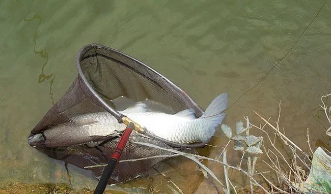 野钓巨物黄金法则，抓住这些细节，提杆就中大鱼！