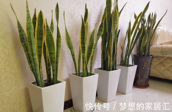 客厅|耐阴的5种绿植，放在客厅，卫生间，北向窗台，都能养得很好！