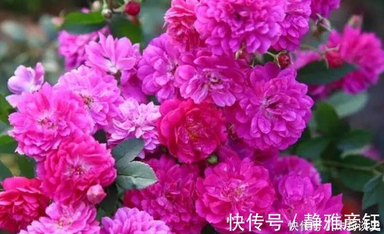 阳台上|4种花开花吉祥又喜庆，花朵漂亮，家里养一盆四季有花赏