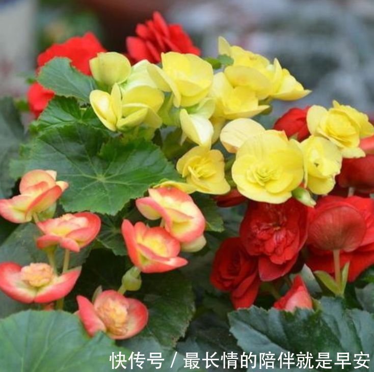 家里养这几款植物,沾土就活,给点水就疯长,太好养!