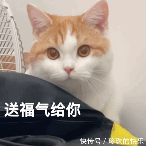 拜年|必存!新年拜年表情包丨第310期热门表情包