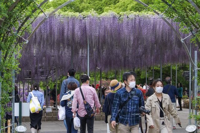 日本足利：紫藤花开