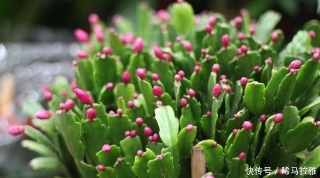 风油精|奶奶种的盆栽从来不长虫，她教我浇水时兑点它，太实用了