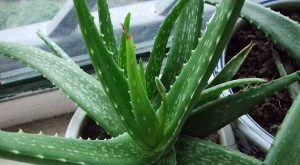 秋冬养花,家里养3种花,易管理长势旺,懒人都能养爆盆