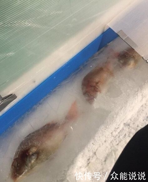 家溜冰|7000条鱼尸体铺设的溜冰场火了!老板被网友劈头盖脸一顿臭骂