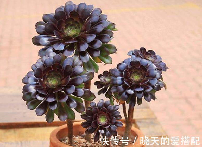 植株|8月养黑法师，了解掌握4个要点，养成霸气手捧花，谁见了都夸美