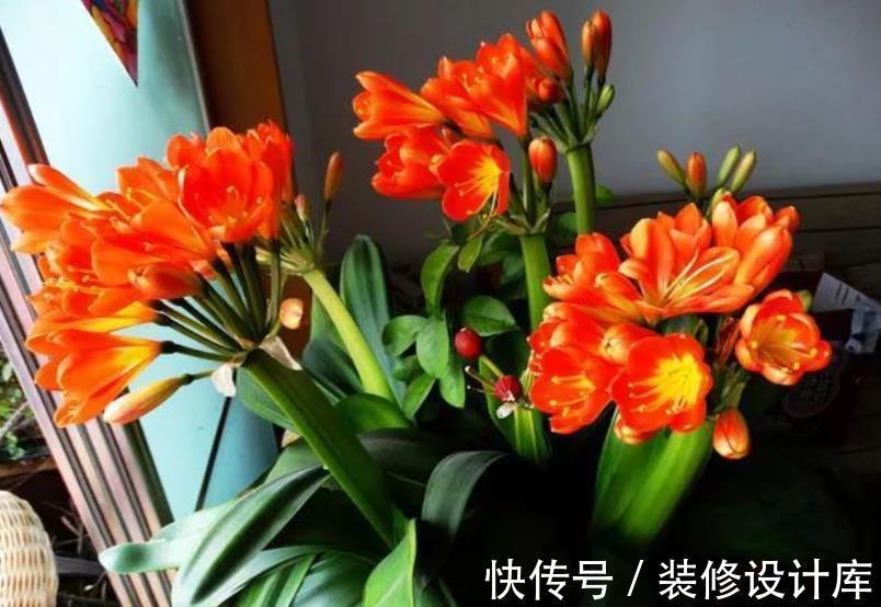 新叶|秋天养君子兰，教你喂勺“催叶水”，一次长2对叶子，开花更艳丽