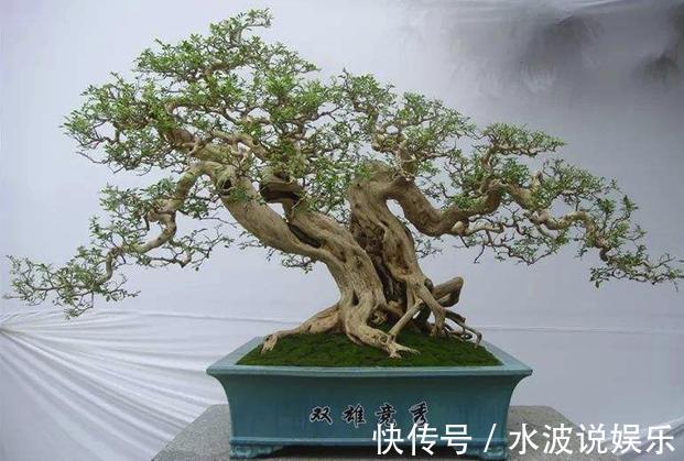 要点|秋天盆景养护，4个要点，冬天冻不死，来年更值钱