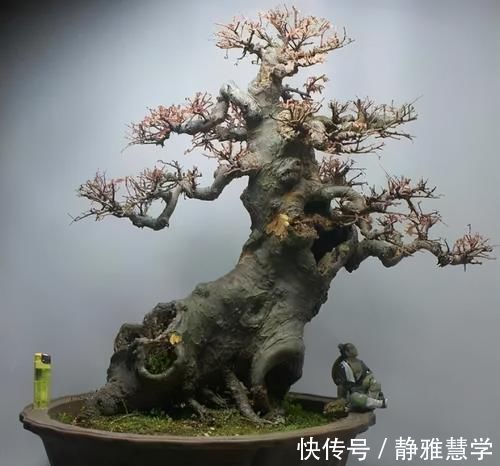 树种|盆景各式各样,叫法各有不同,基础的13种式样,你见过几种