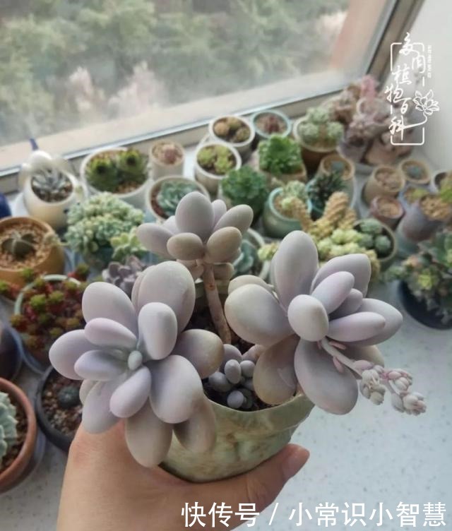 我是多肉飘窗党,我来晚了!我是多肉飘窗党,我来晚了!