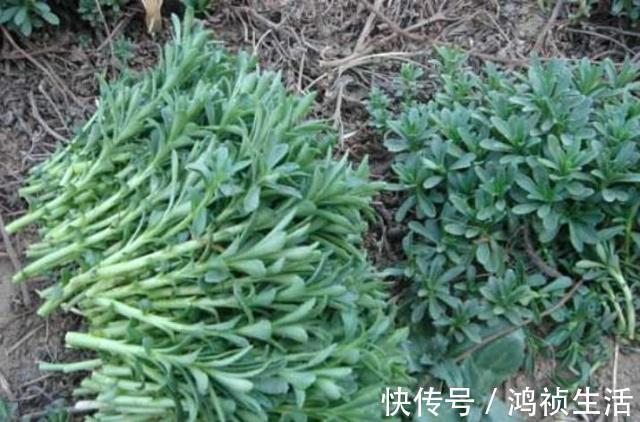 维生素b1|遇上此一野草,请不要错过,含钙量堪比钙片,价值很珍贵