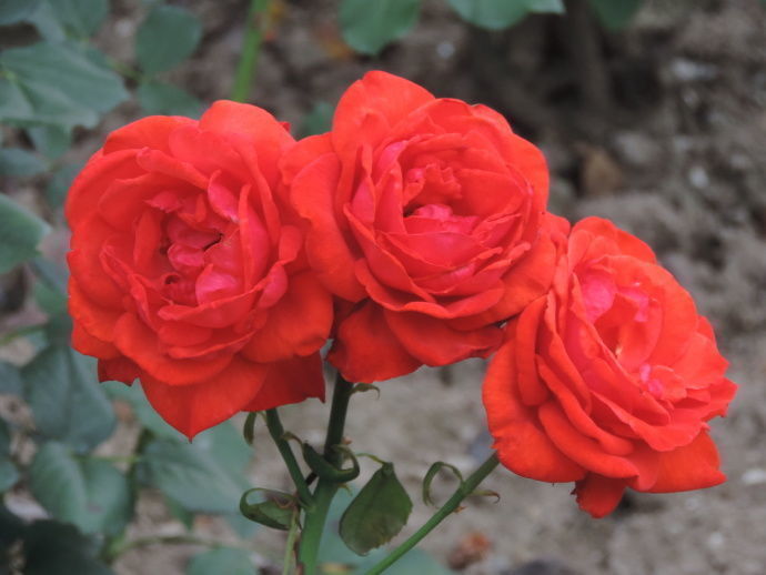 喜欢牡丹,不如养盆“珍稀品种”香云,花朵鲜红,饱满浓艳!