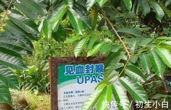 植物|毒箭木：世界上最毒的树木，几滴放倒一头牛，古人用它制作毒箭