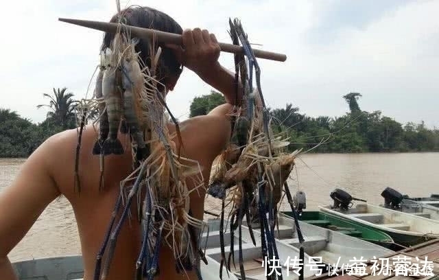 湄公河虾泛滥成灾,个头大的和小臂一样,游客随便钓都可以钓到