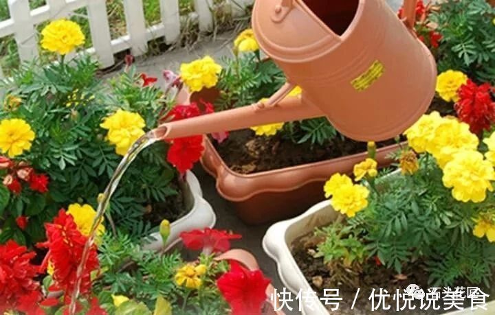 养花土成“硬土块”，加3种“松土剂”，很快变松软，养啥花都旺