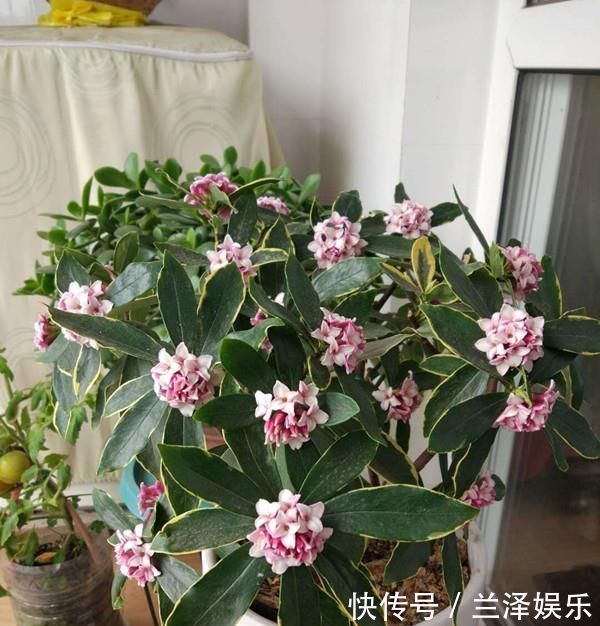 最芳香的花,花开一朵,满室飘香,花期长,种植简单,是盆栽佳品