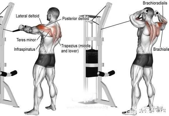 后肩|绳索面拉，你到底拉向眼睛还是嘴巴练背还是练三角肌