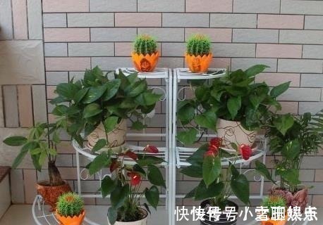 花卉|这3种“酸水”,隔7天给花倒一点,比生根水都给力,养1盆爆1盆!