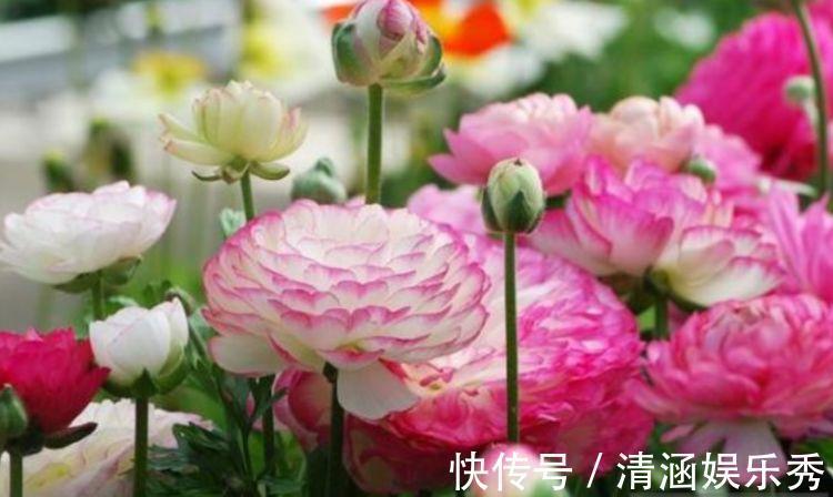 4种花养家里，事业蒸蒸日上，从年头旺到年尾，红火财运到！