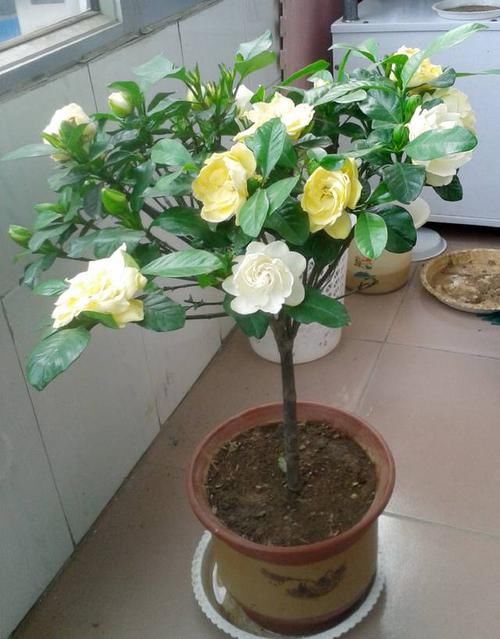 栀子花不开花?不懂它的习性瞎养,买多少也养不好