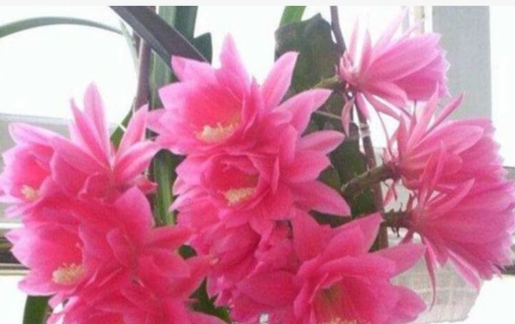 3种花养家里,旺运又旺财,聪明人都在养,你家有吗